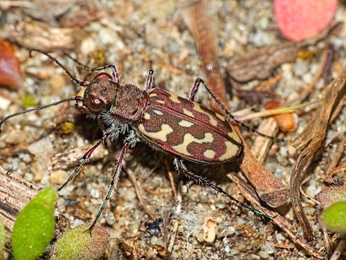 Réf. 341 842 : Lophyra flexuosa
